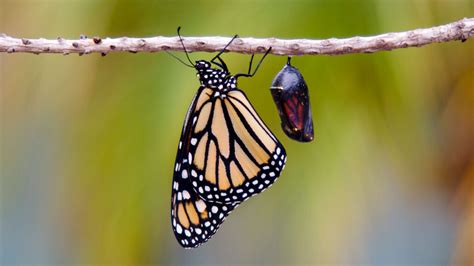 メタモルフォーゼとは、現実と幻想の狭間で踊る蝶の羽ばたき