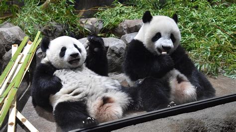 上野動物園 混雑状況 パンダの夢は混雑を解消するか